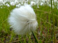 Eriophorum scheuchzeri 47, Saxifraga-Hans Grotenhuis