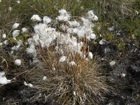 Eriophorum scheuchzeri 48, Saxifraga-Willem van Kruijsbergen