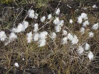 Eriophorum scheuchzeri 49, Saxifraga-Willem van Kruijsbergen