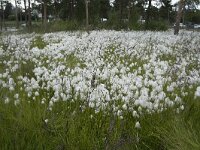 Eriophorum scheuchzeri 50, Saxifraga-Willem van Kruijsbergen