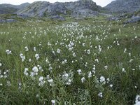 Eriophorum scheuchzeri 51, Saxifraga-Willem van Kruijsbergen