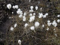 Eriophorum scheuchzeri 53, Saxifraga-Willem van Kruijsbergen