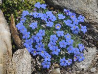 Eritrichium nanum 19, Saxifraga-Harry Jans