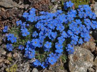 Eritrichium nanum 20, Saxifraga-Harry Jans