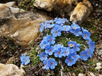 Eritrichium nanum 23, Saxifraga-Luuk Vermeer