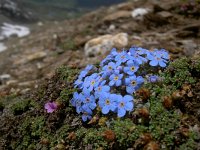 Eritrichium nanum 33, Saxifraga-Luuk Vermeer