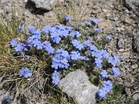 Eritrichium nanum 36, Saxifraga-Luuk Vermeer