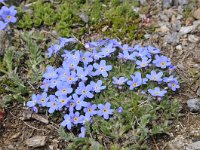 Eritrichium nanum 37, Saxifraga-Luuk Vermeer