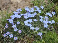 Eritrichium nanum 38, Saxifraga-Luuk Vermeer