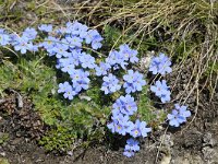 Eritrichium nanum 40, Saxifraga-Luuk Vermeer