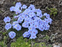 Eritrichium nanum 43, Saxifraga-Luuk Vermeer