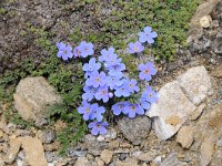 Eritrichium nanum 46, Saxifraga-Luuk Vermeer