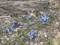 Eritrichium nanum 47, Saxifraga-Luuk Vermeer