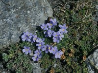 Eritrichium nanum 61, Saxifraga-Jan van der Straaten