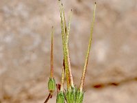 Erodium chium 15, Saxifraga-Sonja Bouwman  Mediterranean stork's bill - Erodium chium - Geraniaceae familie