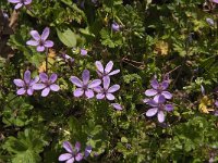 Erodium cicutarium 83, Reigersbek, Saxifraga-Jan van der Straaten