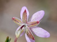 Erodium cicutarium 85, Saxifraga-Sonja Bouwman  Gewone reigersbek - Erodium cicutarium - Geraniaceae familie