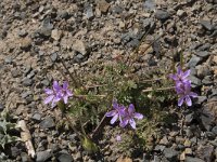 Erodium cicutarium 88, Gewone reigersbek, Saxifraga-Willem van Kruijsbergen