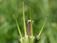 Erodium cicutarium ssp cicutarium 93, Gewone reigersbek, Saxifraga-Sonja Bouwman