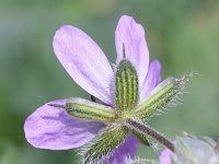 Erodium malacoides 26, Saxifraga-Sonja Bouwman  Malvereigersbek, Mallow-leaved stork's bill - Erodium malacoides - Geraniaceae familie