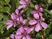 Erodium primulaceum 2, Saxifraga-Harry Jans