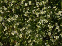 Erophila verna 1, Vroegeling, Saxifraga-Jan van der Straaten