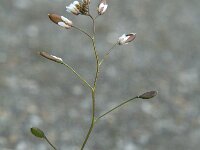 Erophila verna 12, Vroegeling, Saxifraga-Jan van der Straaten