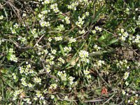 Erophila verna 13, Vroegeling, Saxifraga-Jasenka Topic