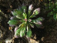 Erophila verna 16, Vroegeling, Saxifraga-Rutger Barendse