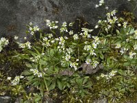 Erophila verna 19, Vroegeling, Saxifraga-Willem van Kruijsbergen
