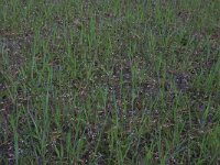 Erophila verna 23, Vroegeling, Saxifraga-Hans Boll