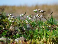 Erophila verna 25, Vroegeling, Saxifraga-Ed Stikvoort