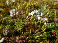 Erophila verna 28, Vroegeling, Saxifraga-Ed Stikvoort