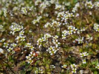 Erophila verna 29, Vroegeling, Saxifraga-Ed Stikvoort