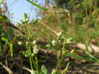 Erophila verna 33, Vroegeling, Saxifraga-Rutger Barendse
