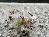 Erophila verna 35, Vroegeling, Saxifraga-Rutger Barendse