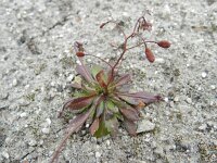 Erophila verna 37, Vroegeling, Saxifraga-Rutger Barendse