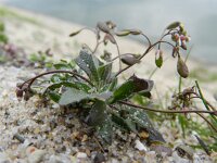 Erophila verna 38, Vroegeling, Saxifraga-Rutger Barendse