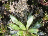 Erophila verna 39, Vroegeling, Saxifraga-Rutger Barendse