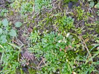 Erophila verna 40, Vroegeling, Saxifraga-Rutger Barendse