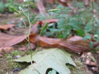 Erophila verna 42, Vroegeling, Saxifraga-Rutger Barendse