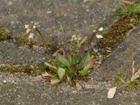 Erophila verna 6, Vroegeling, Saxifraga-Willem van Kruijsbergen