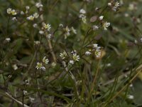 Erophila verna 9, Vroegeling, Saxifraga-Willem van Kruijsbergen