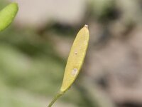 Erophila verna ssp verna 53, Vroegeling, Saxifraga-Rutger Barendse