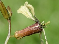 Eruca vesicaria 28, Zwaardherik, Saxifraga-Sonja Bouwman  655. Zwaardherik - Eruca vesicaria - Brassicaceae familie (zw)