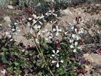 Eruca vesicaria ssp sativa 27, Zwaardherik, Saxifraga-Harry Jans