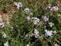 Erucaria hispanica 3, Saxifraga-Ed Stikvoort