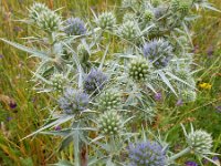 Eryngium billardieri