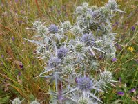 Eryngium billardierei 3, Saxifraga-Ed Stikvoort