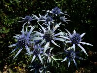 Eryngium bourgatii 10, Saxifraga-Ed Stikvoort : ZW van Cordiñanes de Valdeón s9900